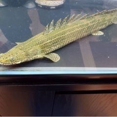 値下げ　ポリプテルス　ビキールコリバ　約40センチ