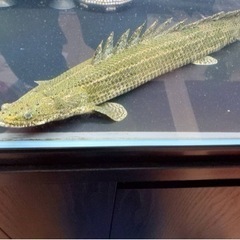 値下げ　ポリプテルス　ビキールコリバ　約40センチ