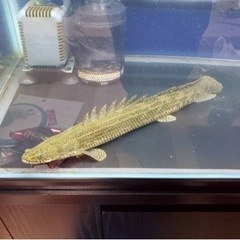 値下げ　ポリプテルス　ビキールコリバ　約40センチ