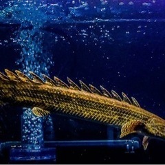 値下げ　ポリプテルス　ビキールコリバ　約40センチ