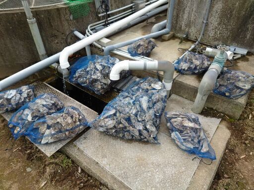 池に入れる濾材牡蠣殻