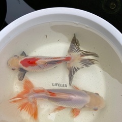金魚（琵琶湖産ヒブナ） | www.construtoraop.com.br