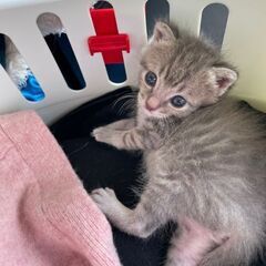 生後1ヶ月位　乳飲み子から育った子猫のメイちゃん【5/22(日曜日)　🌟譲渡会🌟】 - 猫