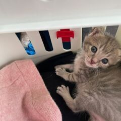 生後1ヶ月位　乳飲み子から育った子猫のメイちゃん【5/22(日曜日)　🌟譲渡会🌟】 - 久留米市