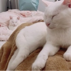白の美猫 - 相模原市