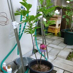 矮性モクレン鉢【ガールマグノリア 品種スーザン】樹高９０cm