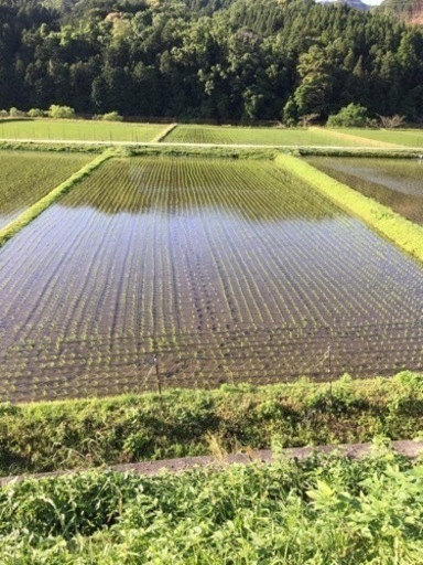 三重県産 農家直送 コシヒカリ⑤