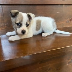 プルプル震える怖がりさん🥺子犬の「かなえ」ちゃん💕 - 宮若市