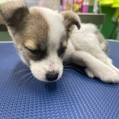 プルプル震える怖がりさん🥺子犬の「かなえ」ちゃん💕 - 犬