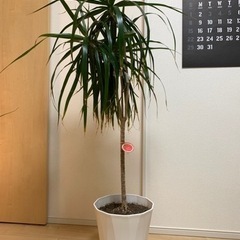 観葉植物：ドラセナ約120cm
