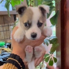 プルプル震える怖がりさん🥺子犬の「かなえ」ちゃん💕 − 福岡県