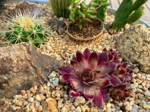 スチールプランター　ミニドライガーデン　寄せ植え