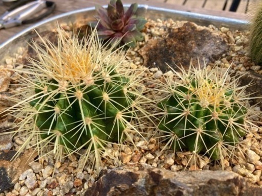 スチールプランター ミニドライガーデン 寄せ植え 金鯱の通販 by