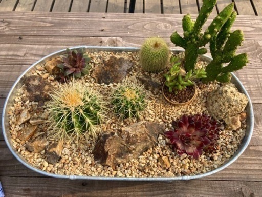 スチールプランター ミニドライガーデン 寄せ植え