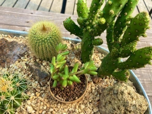 スチールプランター　ミニドライガーデン　寄せ植え