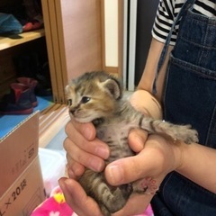 生後間もない メス子猫ちゃん(2匹)の画像