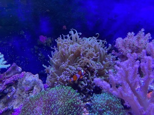 ツツマルハナサンゴ　大サイズ