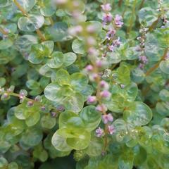 めだかが喜ぶ水草　ロタラロトンジフォリア