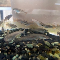 貴重！西日本版天然メダカ稚魚20匹&ミニ水槽、水草、餌の本格飼育...