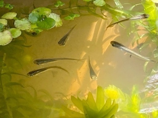 貴重 東日本版天然メダカ稚魚匹 ミニ水槽 水草 餌の本格飼育4点セット さゆりん 宮原のその他の中古あげます 譲ります ジモティーで不用品の処分