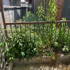 草引き、草刈り作業致します！　 - 五條市