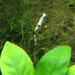 水槽関連 モスラ系 レッドビーシュリンプ 大小40尾ぐらい