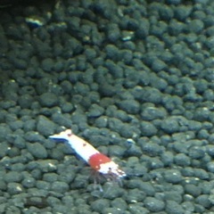 水槽関連　モスラ系　レッドビーシュリンプ　大小40尾ぐらい 水槽関連 モスラ系 レッドビーシュリンプ 大小40尾ぐらい