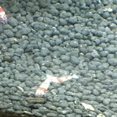 水槽関連 モスラ系 レッドビーシュリンプ 大小40尾ぐらい