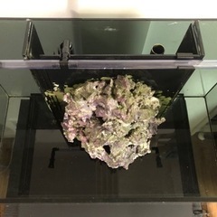 GEX 水槽 アグス 45cm オーバーフロー  GEX 水槽台 セット　特注 ライブロック レプリカ おまけ