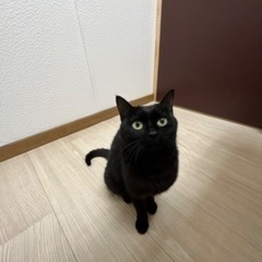 黒猫さん( ¨̮ )推定1歳半‪⸜♡⸝‍‬
