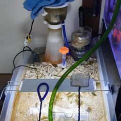 海水水槽+生体一式