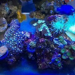 海水水槽+生体一式