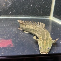 早い方優先 ポリプテルス・ビキールビキール 25ｾﾝﾁ±