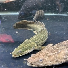 早い方優先 ポリプテルス・ビキールビキール 25ｾﾝﾁ±