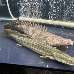 早い方優先　ポリプテルス・ビキールビキール 25ｾﾝﾁ± 早い方優先 ポリプテルス・ビキールビキール 25ｾﾝﾁ±