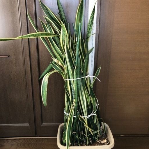 大型 観葉植物サンスベリアマイナスイオン Mi Mix 新田のインテリア雑貨 小物 置物 オブジェ の中古あげます 譲ります ジモティーで不用品の処分