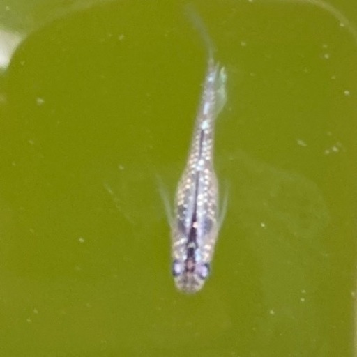 メダカ流星の如く卵個 Aめだか観賞魚 ラナ 南林間のおもちゃの中古あげます 譲ります ジモティーで不用品の処分