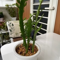 多肉植物サボテン⑤値下げしました。