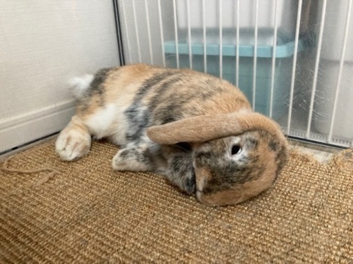 うさぎ2匹 ロップイヤー ライオンヘッド 1匹ずつでも大丈夫です チカダ 五月台のその他の里親募集 ジモティー