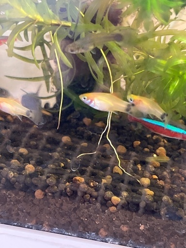 熱帯魚ミッキーマウスプラティ まぁー 下曽根のその他の中古あげます 譲ります ジモティーで不用品の処分