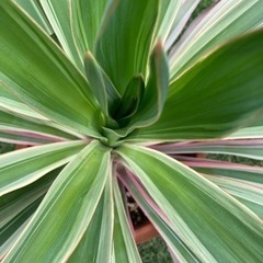 ユッカ　グロリオーサ　バリエガータ