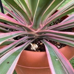 ユッカ　グロリオーサ　バリエガータ