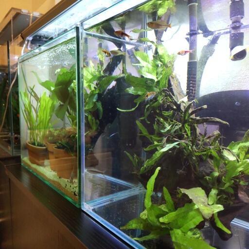 熱帯魚 メダカ 金魚を引き取ります ヤス 東林間の買いたい くださいの助け合い ジモティー