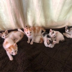 可愛い子猫達の里親募集 - 沖縄市