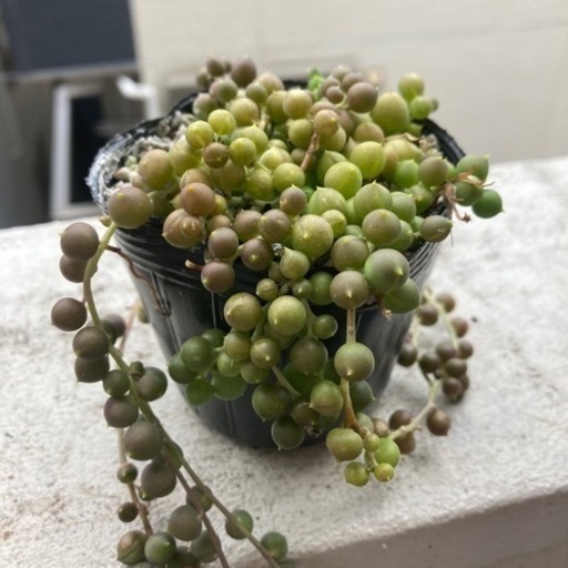 観葉植物多肉植物グリーンネックレス焼けあり Moe引越し27日 鶯谷の生活雑貨の中古あげます 譲ります ジモティーで不用品の処分 観葉植物多肉植物グリーンネックレス焼けあり Moe引越し27日 鶯谷の生活雑貨の中古あげます 譲ります ジモティーで不用品の処分