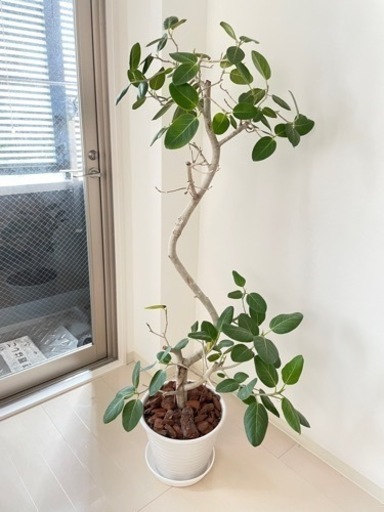 観葉植物　ゴムの木【美品】