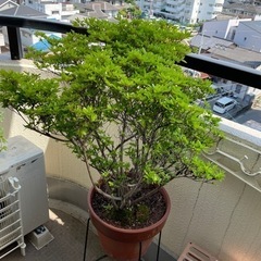 鉢植えのツツジ