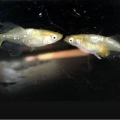 琥珀バタフライ　幼魚5匹