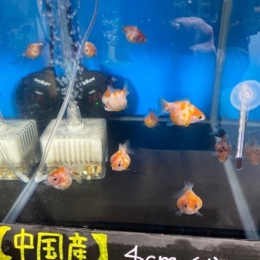 中国産ピンポンパール4センチ の入荷 しゃらく 北山のペットショップの無料広告 無料掲載の掲示板 ジモティー