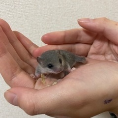 アフリカヤマネ里親募集の画像